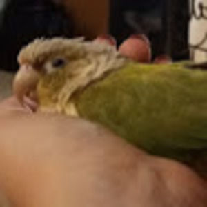 Meet your Posher, Melody